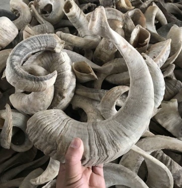 [山羊角批发]山羊角,一手货源,品质保证,内蒙山羊角,产地直供价格66.