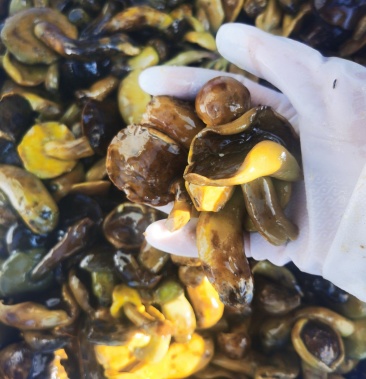 野生大脚菌黄牛肝盐渍菌重庆山区高山大山特产