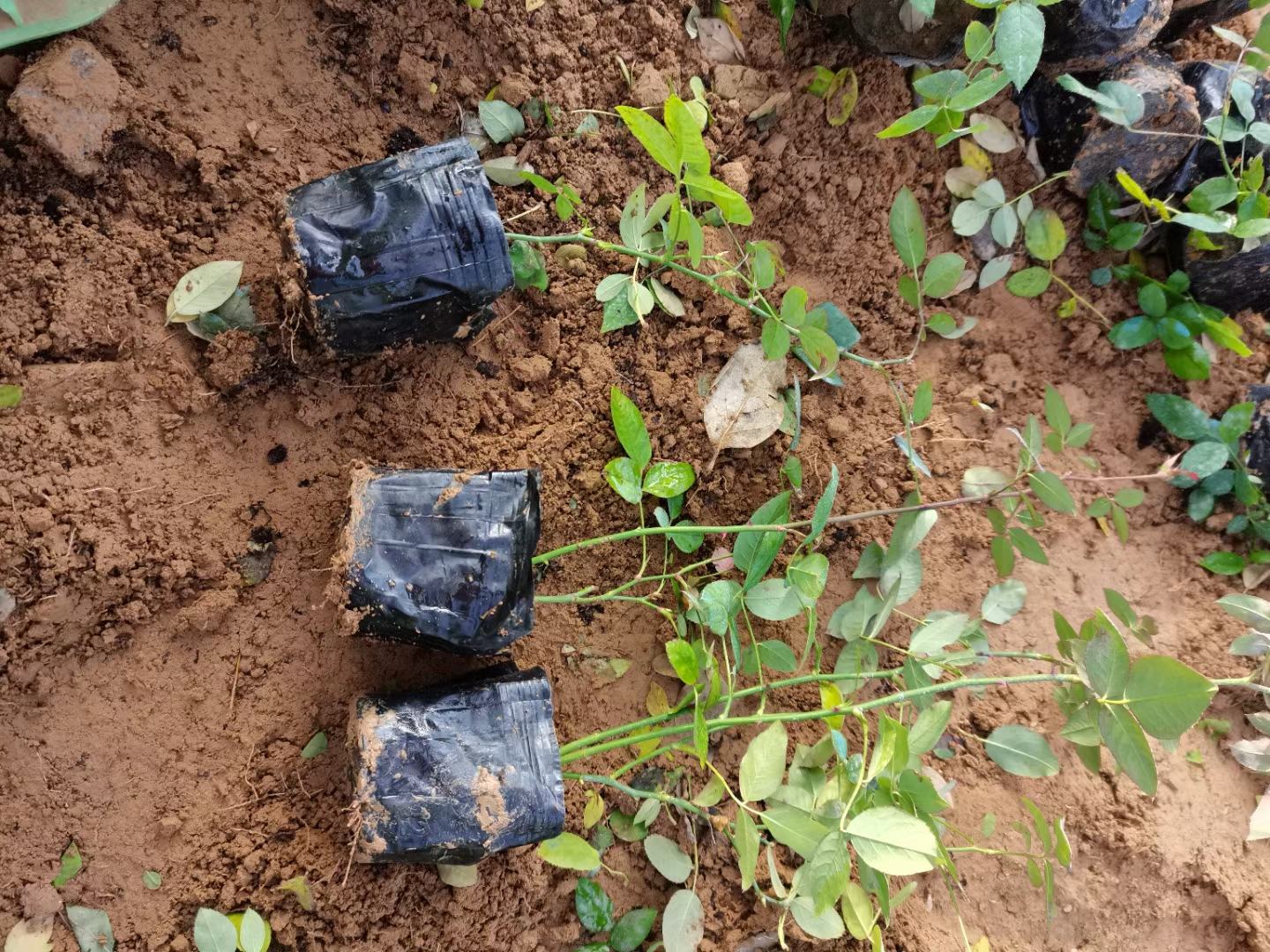 图示为北方地区冬季对大花月季进行埋土防寒处理,植株已被修剪并轻轻压倒,工人正在用铲子将干燥疏松的土壤覆盖在植株基部,形成约20厘米高的土堆,以保护根颈部位免受冻害 大花月季冬季埋土防寒实景图