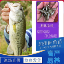 优质加州鲈鱼苗淡水路亚鱼苗鲈鱼活体淡水养殖