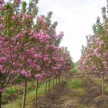 樱花树苗小苗价格产地50公分~1米高樱花苗批发绿化苗
