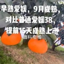 早甜甜）爱媛枝条9月成熟。爱媛系列品种。包邮签合同保纯度