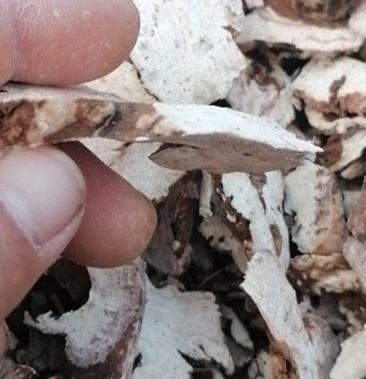 [白芍批发]白芍熟狗头片子价格10.00元/公斤 - 一亩田