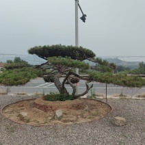 造型松