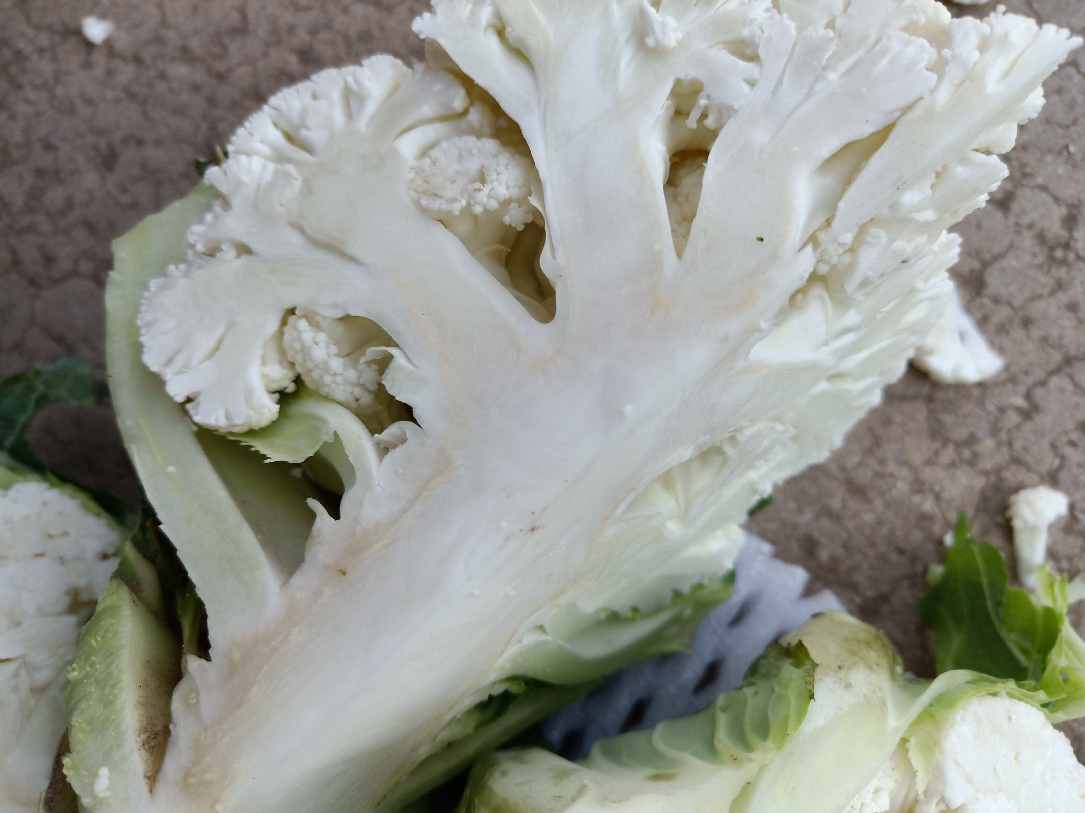 白花菜花切面细节图