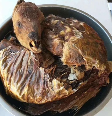 纯正干梅花鹿干鹿胎场地直供要在二级以上