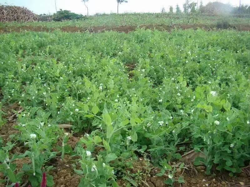 蚕豆与豌豆分批采收示意图