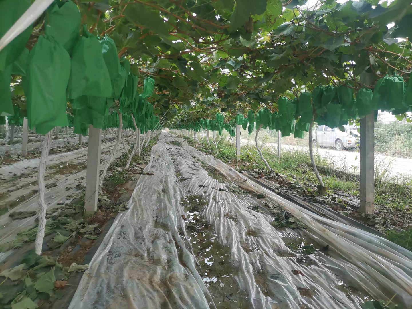 阳光玫瑰葡萄激素处理现场操作图