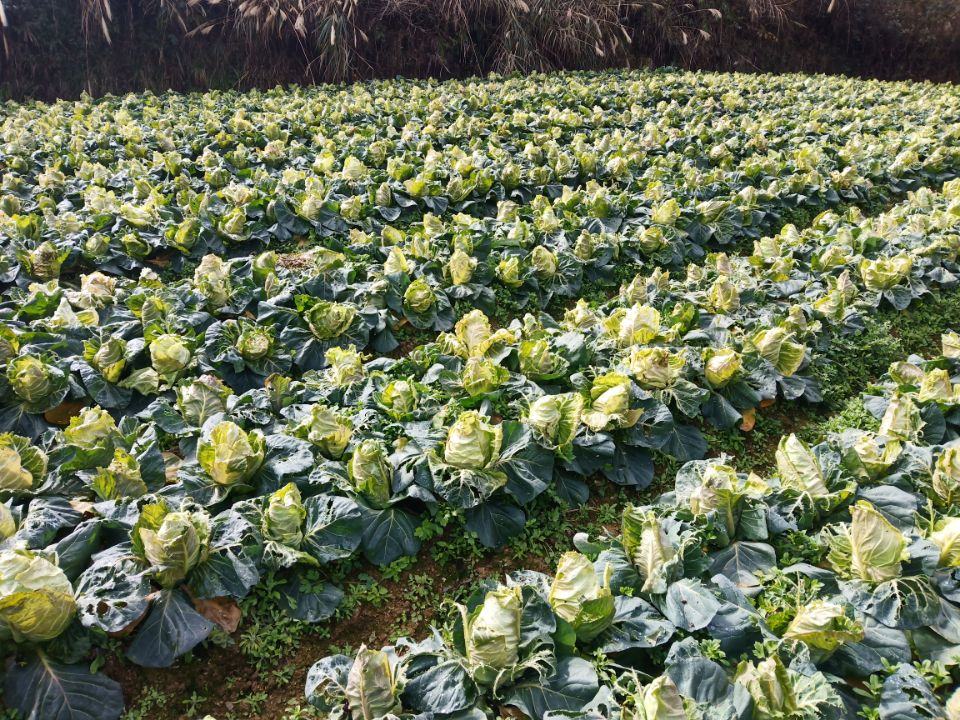 紫钻6号牛心甘蓝特写