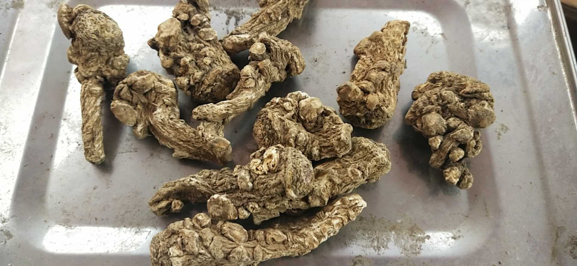 展示川芎与白芷的干燥药材,背景为传统中药柜 川芎与白芷药材展示