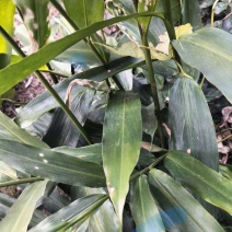 阳春沙仁苗，品种优良，2年苗种植时间短，发展快见效快