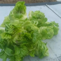 基地直供，量大从优，物美价廉，