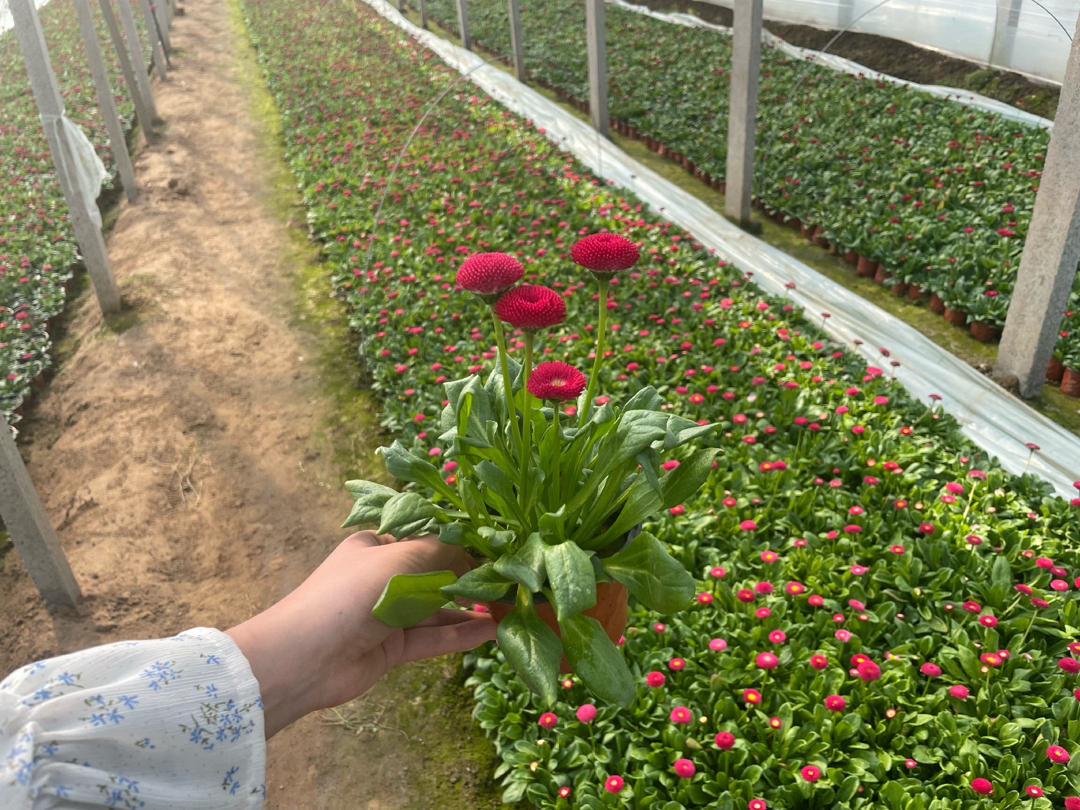 温室中正在进行雏菊醒花操作的技术人员