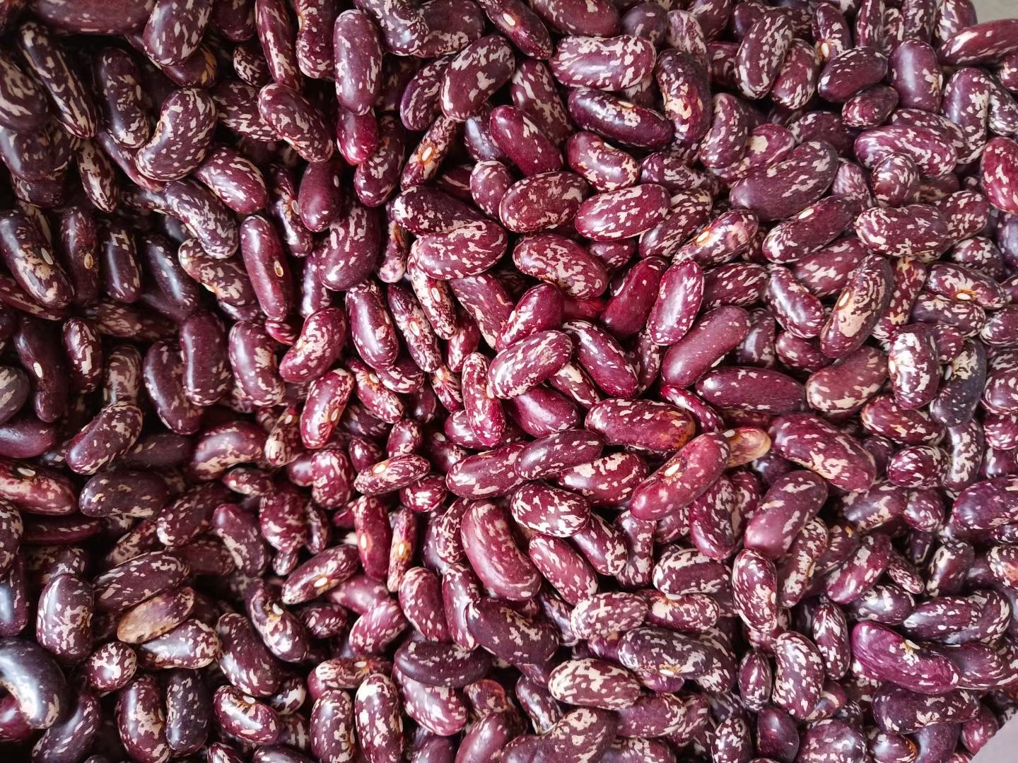 展示花芸豆营养成分比例的图表,包括蛋白质、膳食纤维、碳水化合物等 花芸豆营养成分分析图