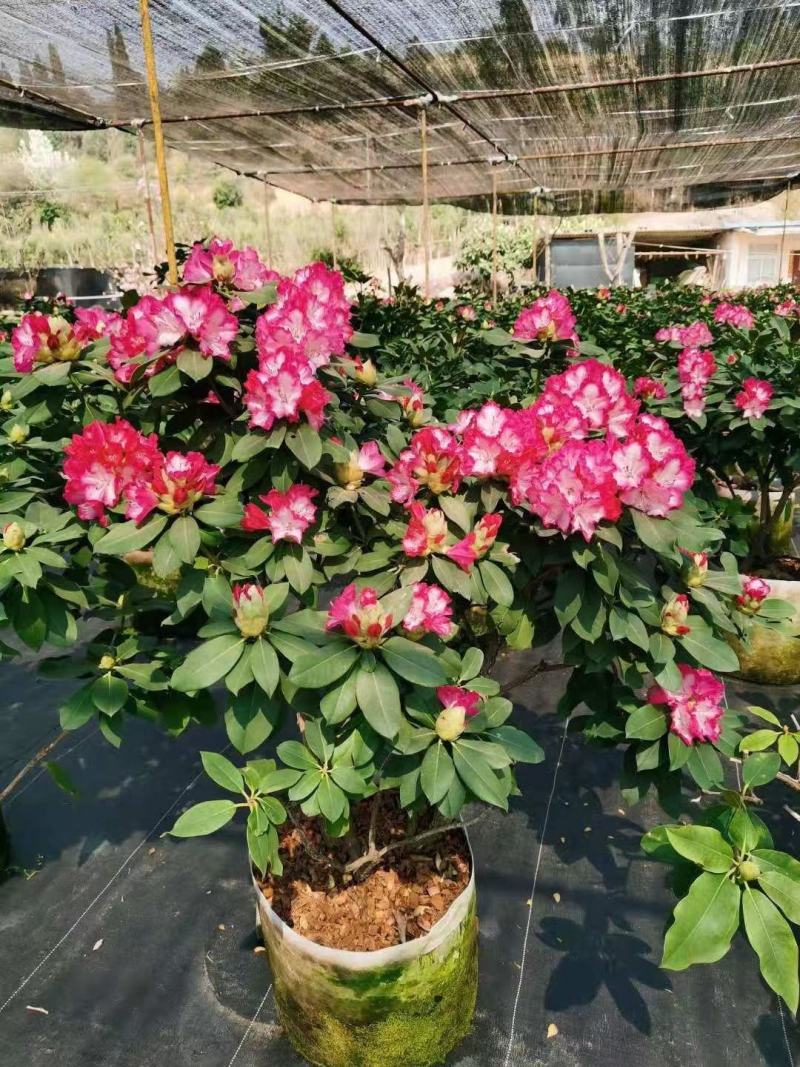 云南优质正宗高山杜鹃(红粉佳人)苗木基地!欢迎各位老板!