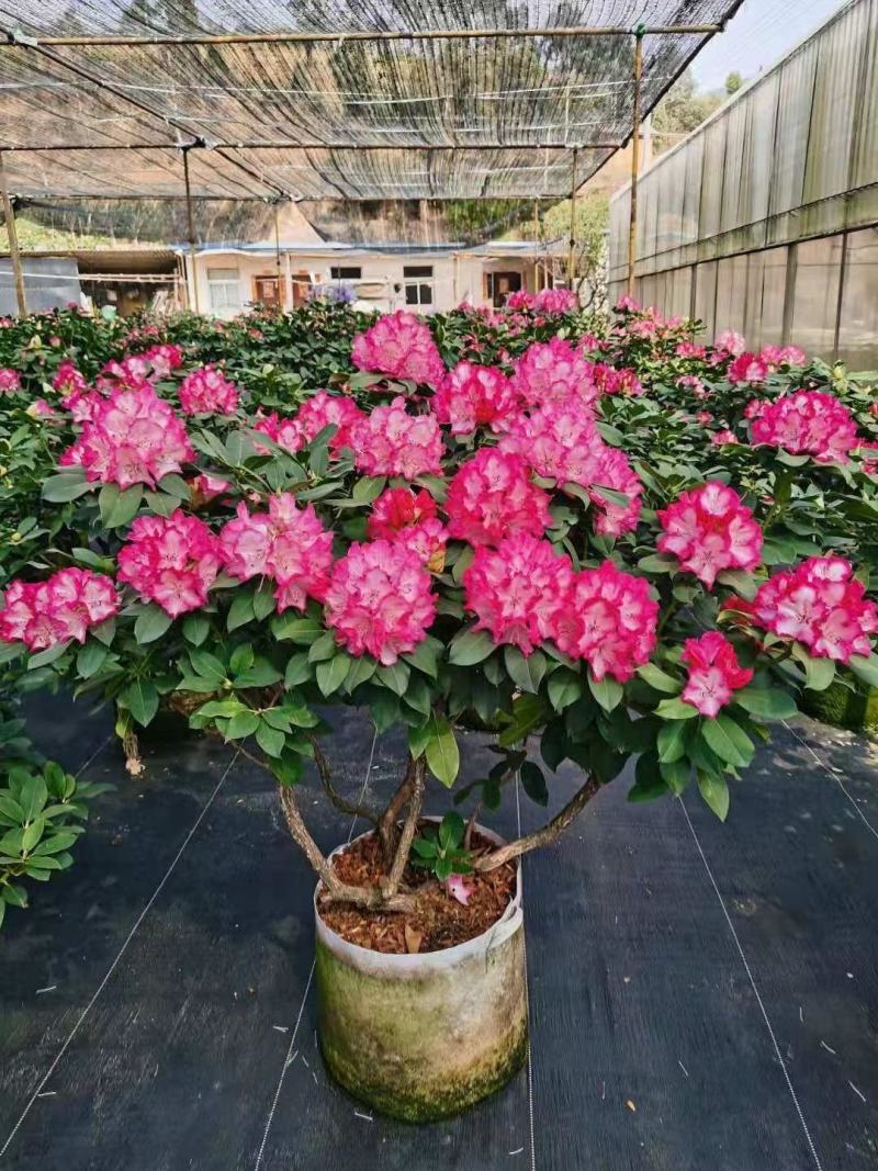 云南优质正宗高山杜鹃(红粉佳人)苗木基地!欢迎各位老板!