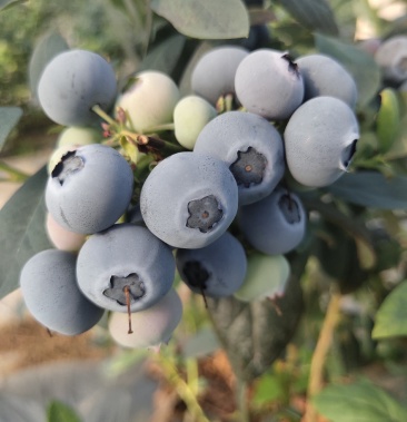 [北陆蓝莓批发]山东蓝莓大型基地 优质蓝莓大量供应 现在现发价格20.