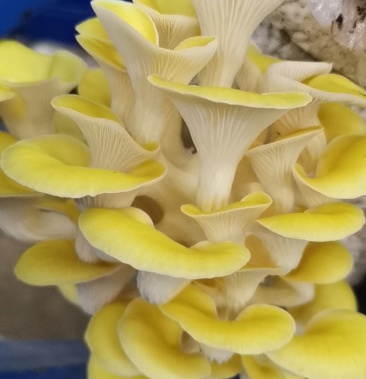 黄金菇榆黄蘑又名鸡油菌室内种植产量长期稳定