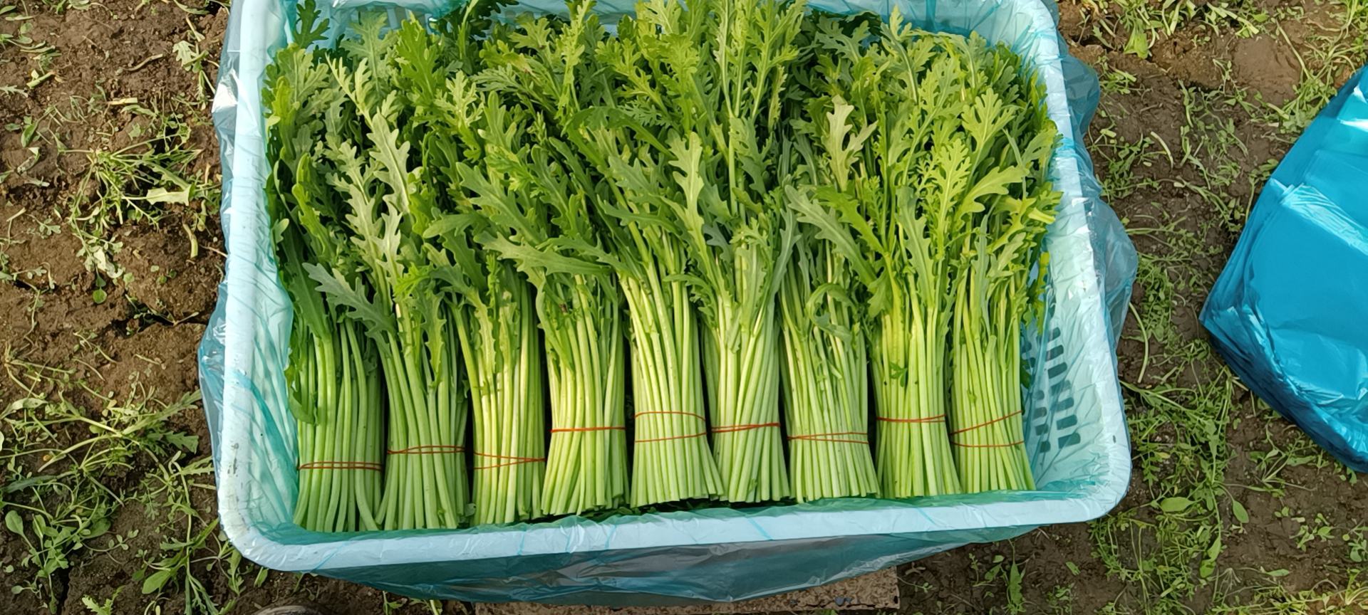 茼蒿采收现场图