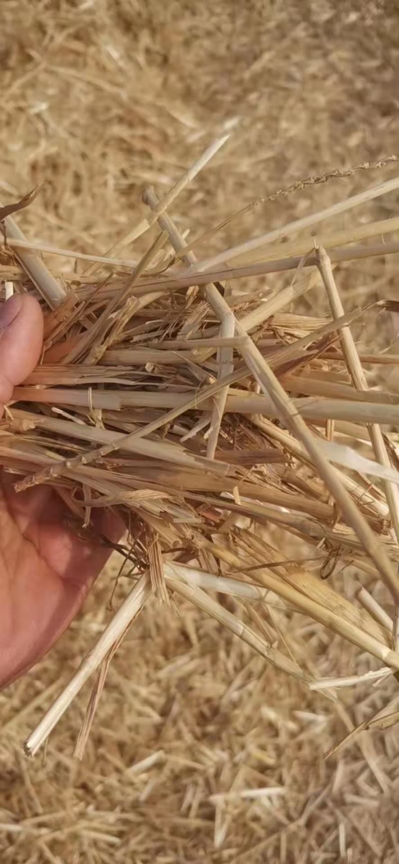 [麦草秸秆批发]安徽阜阳颍泉区秸秆类原料 0.