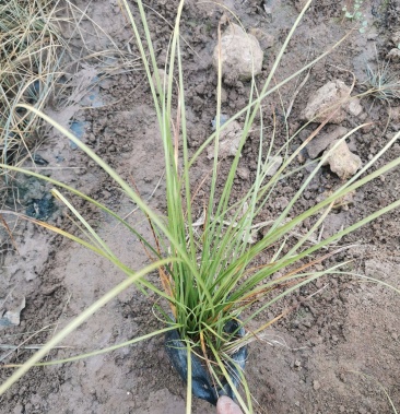 [草坪草批发]凤凰绿苔草 优质苔草 多年生耐寒 地被草花价格2.