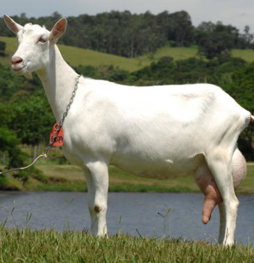 头胎二胎怀孕纯种萨能奶山羊全国发货包邮到家