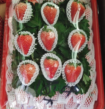 红颜草莓脆甜耐运输代收货