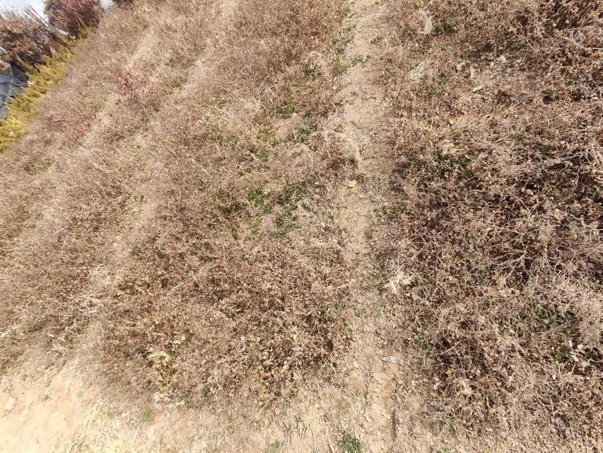 红梅盛开在冬日枝头