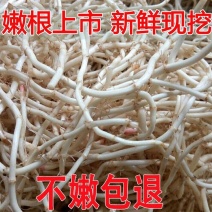鱼腥草节节根大量有货，产地一手货源欢迎来电咨询