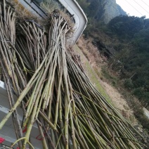油桐苗大量供应中！有千年桐，三年桐供应！