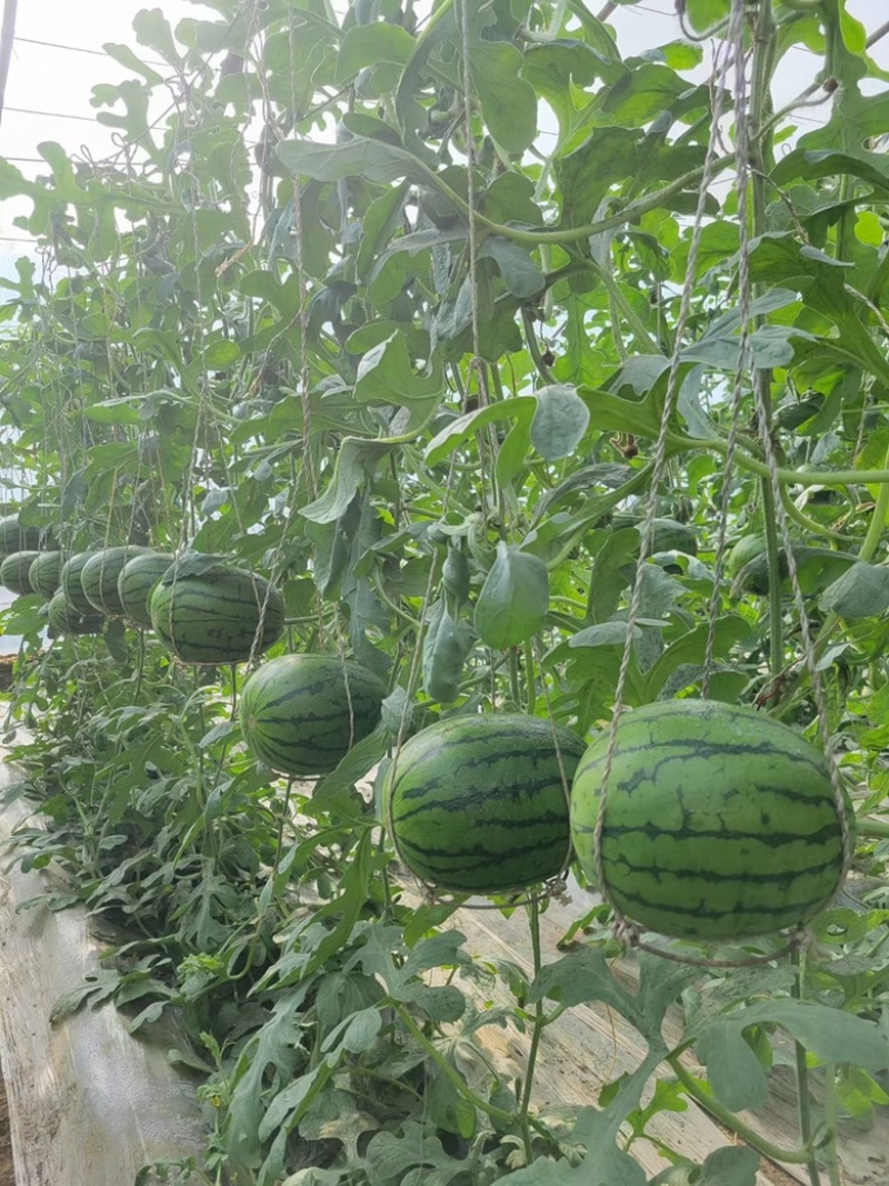 西瓜王子吊央瓜礼品瓜