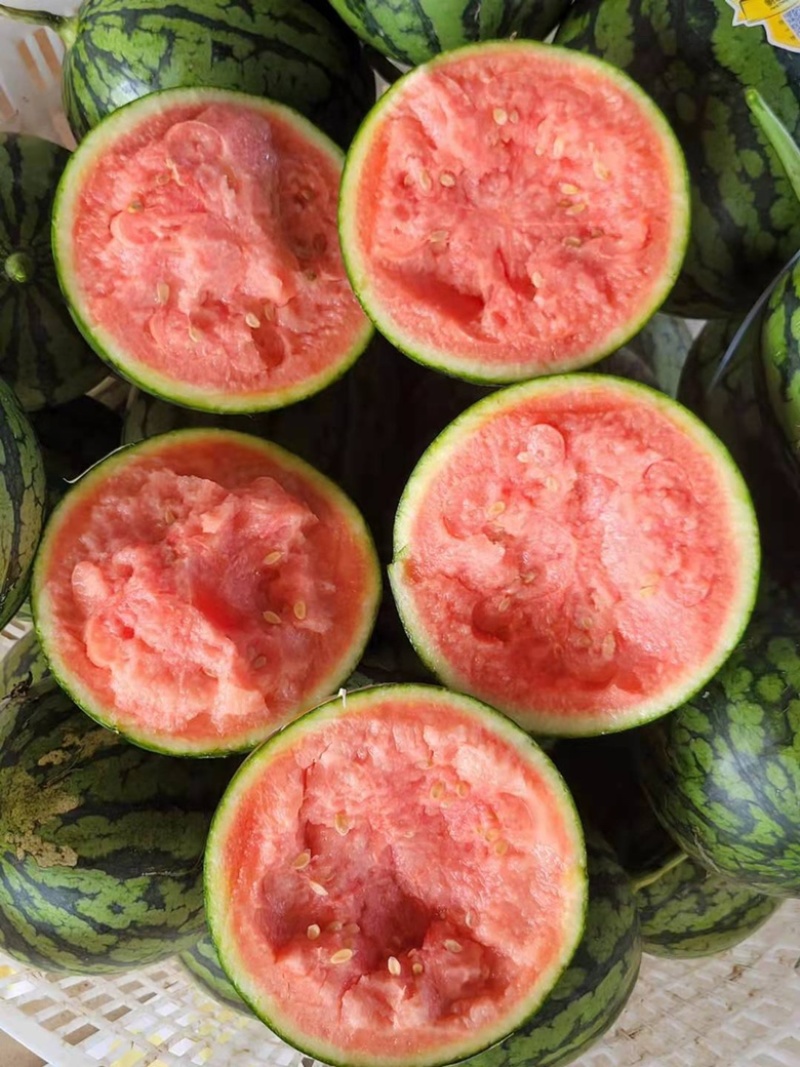 西瓜王子吊央瓜礼品瓜