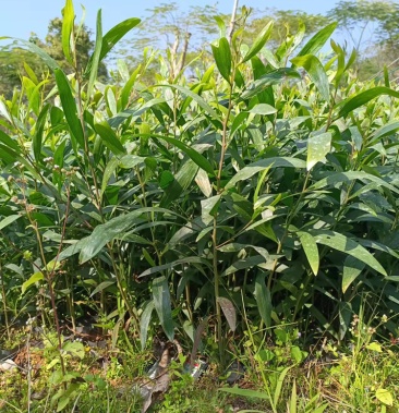 [相思树苗批发]大叶相思 大叶相思小杯苗 供应高度20-300cm价格0.