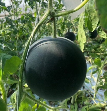 [黑皮西瓜批发]黑皮西瓜价格3.00元/斤 - 一亩田