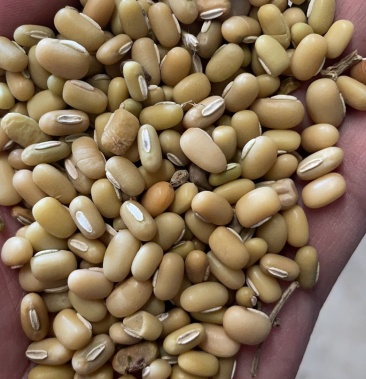 [竹豆批发]现货100吨价格2.70元/斤 - 一亩田