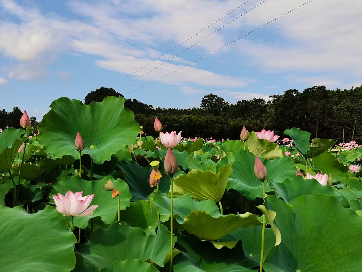 白莲子的花在家庭庭院水池中绽放