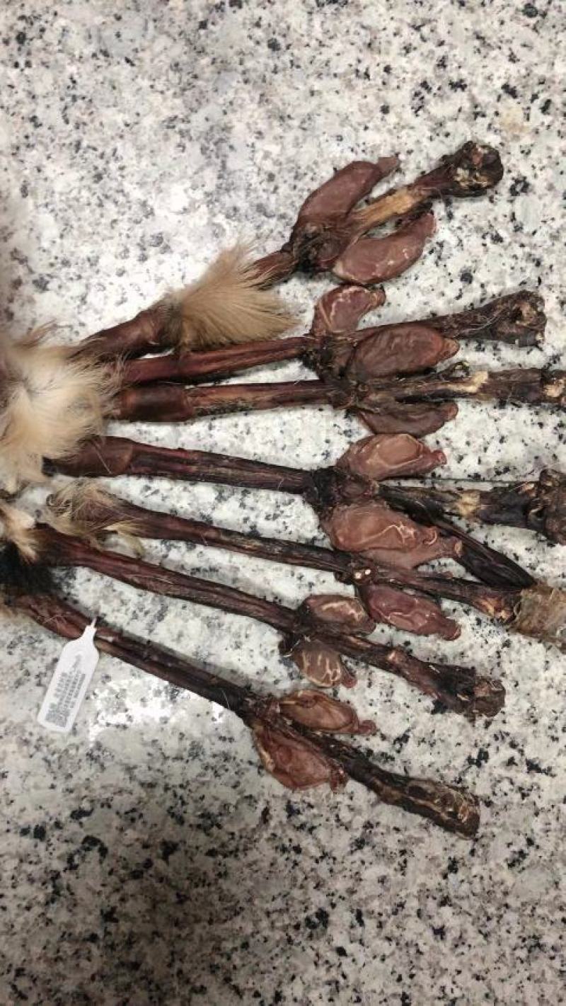 干鹿鞭
