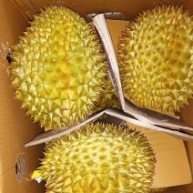 正宗榴莲现货秒发24小时在线