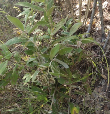 [菊苣根批发]羊耳菊价格4.00元/斤 - 一亩田