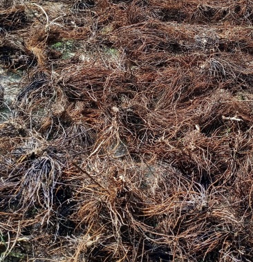 [威灵仙批发]出售野生中草药威灵仙,四叶菜根,滚筒洗,无硫,无渣,无泥