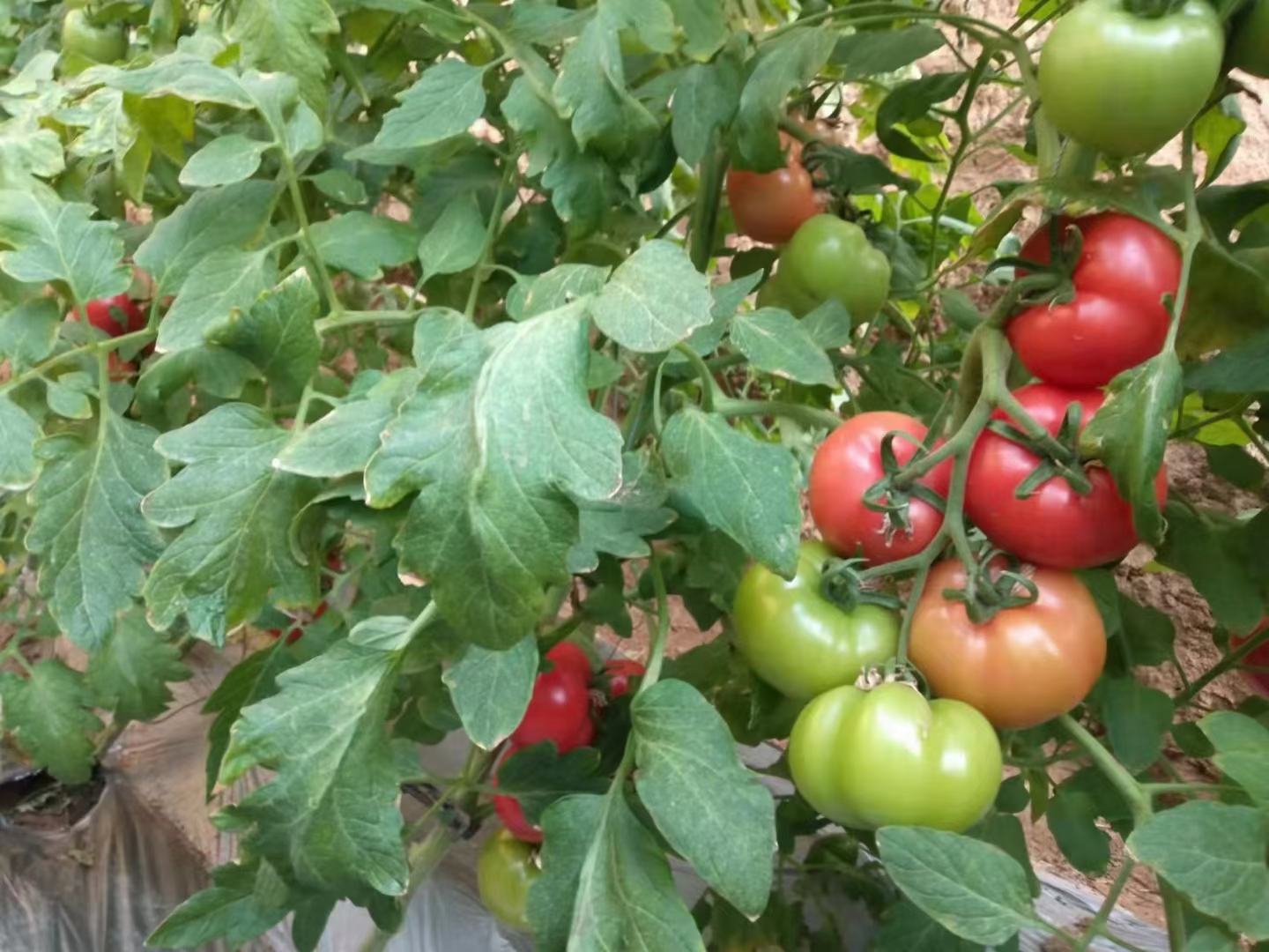 普罗旺斯西红柿植株与果实特写