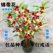 五彩锦带花树苗红王子锦带花卉苗四季开花好养客厅庭院耐寒热