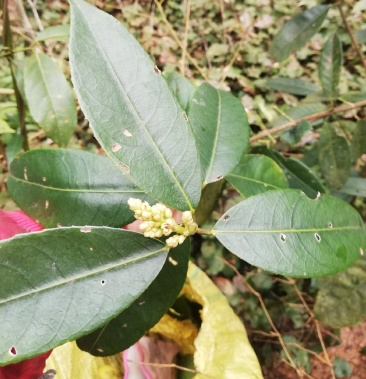 [山香圆叶批发]山香圆叶子,野生山香圆叶长期有货价格23.
