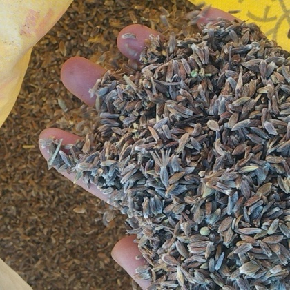 热门地区苍术种子行情