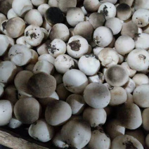 草菇食用菌