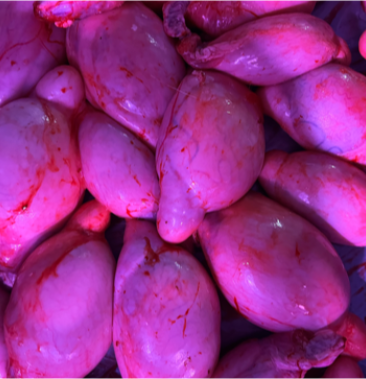 [牛睾丸批发]牛蛋价格19.00元/斤 - 一亩田