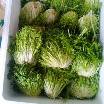 精品苦菊
