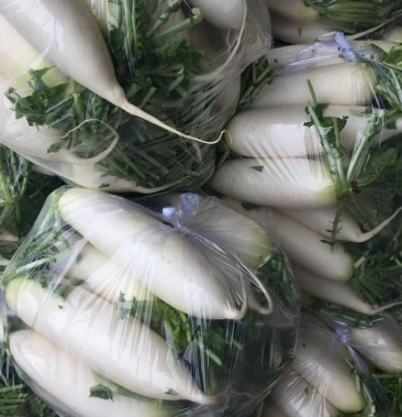 江苏省东台市白玉春萝卜量大从优