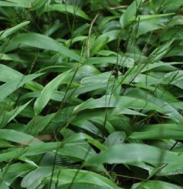 [淡竹叶批发]中草药,淡竹叶,生鸡米价格15.00元/斤 - 一亩田