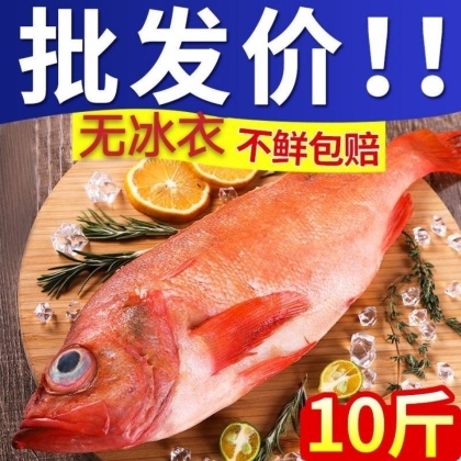 温岭市红石斑鱼价格行情走势 - 一亩田